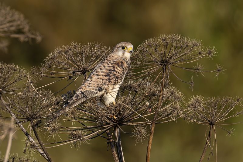 пустельга, птицы, сокол Пустельгаphoto preview