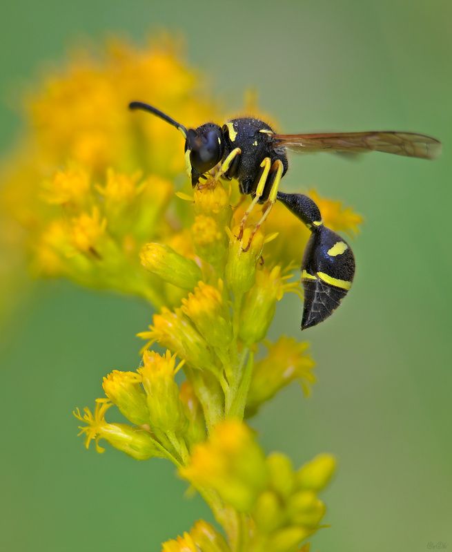 оса #оса1photo preview