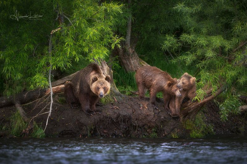 медведь,медведи,камчатка Медвежьи истории... фото превью