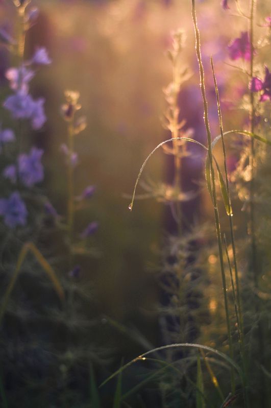 утро, роса, цветы, свет, лето, природа, nature, morning Нежность утренней поры photo preview