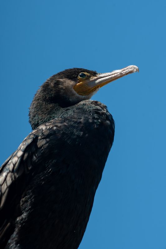 Phalacrocorax carbophoto preview