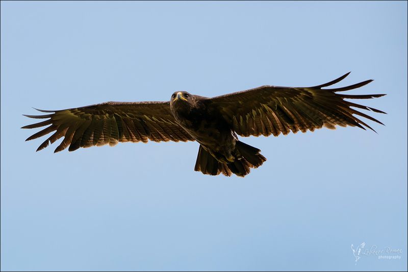 Большой подорликphoto preview