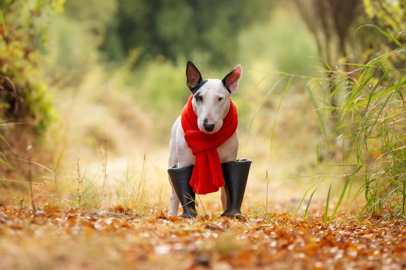 Autumn vibesphoto preview