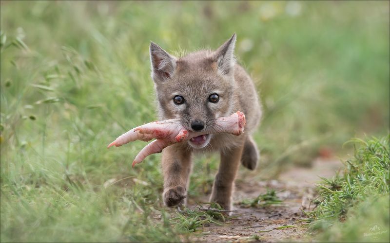 корсак, лиса, степная лиса, взрослый корсак, маныч,заповедник черные земли, корсачок, фото корсака, молодой корсак, степная лисица, vulpes corsac, калмыкия, черные земли,  корсачонок, корсачата, калмыцкий корсак, корсаки, vulpes corsac kalmykorum, людоед, ЛЮДОЕДphoto preview