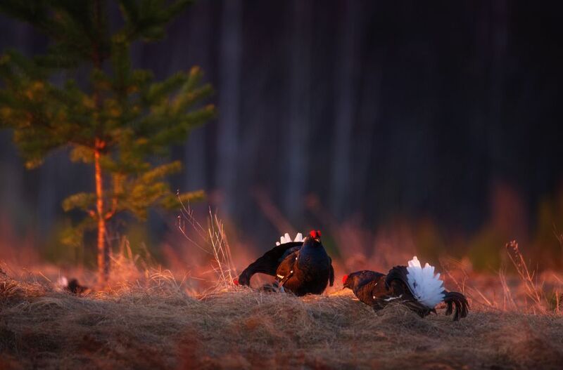 птицы, анимализм, природа, тетерев, тетерева, тетеревиный ток, кологрив Тетерева на рассветеphoto preview
