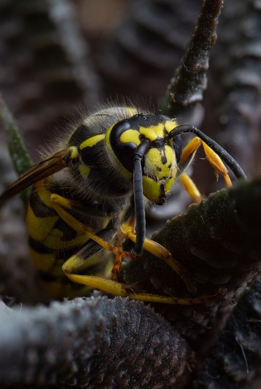 Vespidaephoto preview