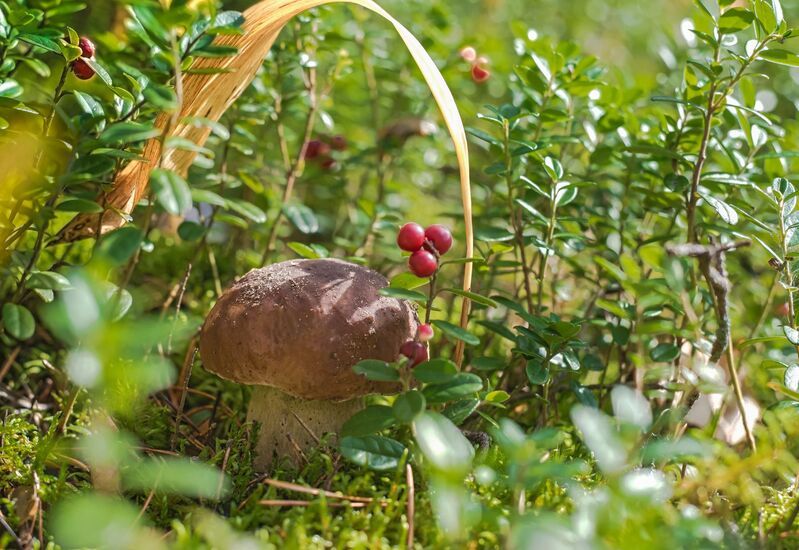 грибы, осень, тихая охота *** фото превью