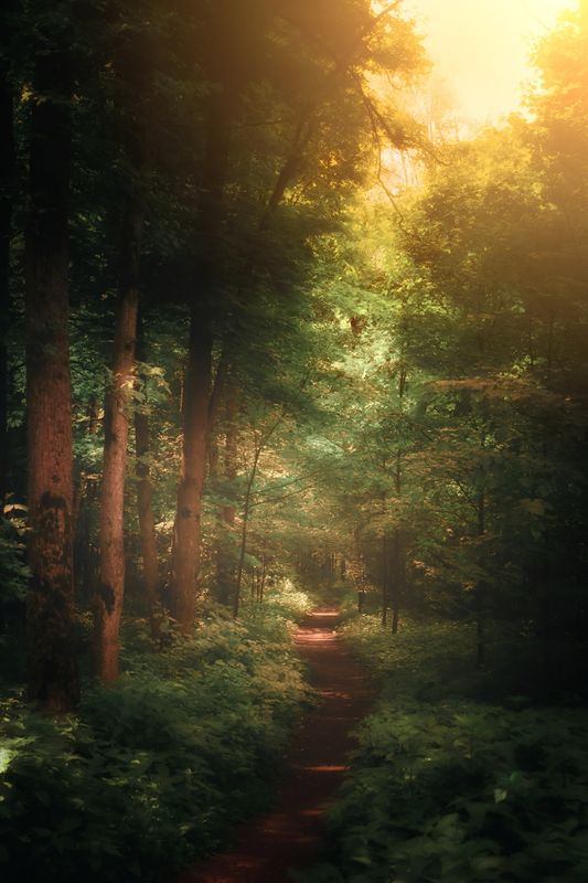 пейзаж, landscape, nature, природа, лето, summer, лес, forest ***photo preview