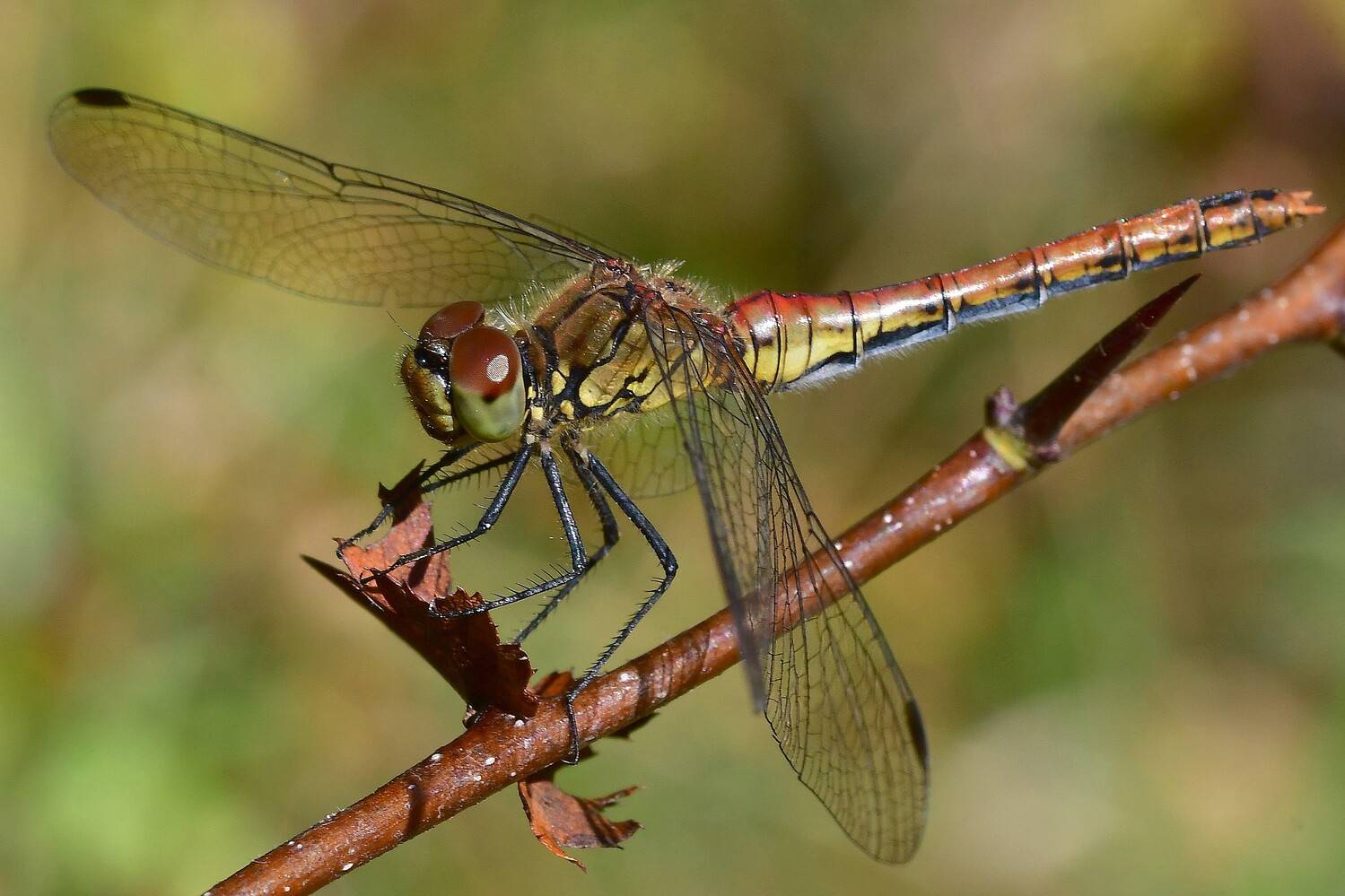 , Корнейчук Игорь