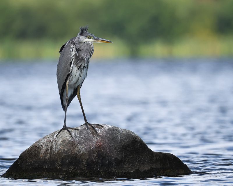 серая цапля Серая цапляphoto preview
