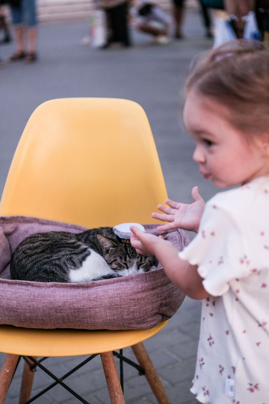 Коты Гладить нелзя а фоткать зя! фото превью