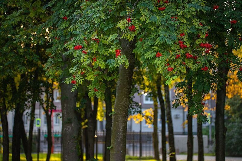 Рябина фото превью