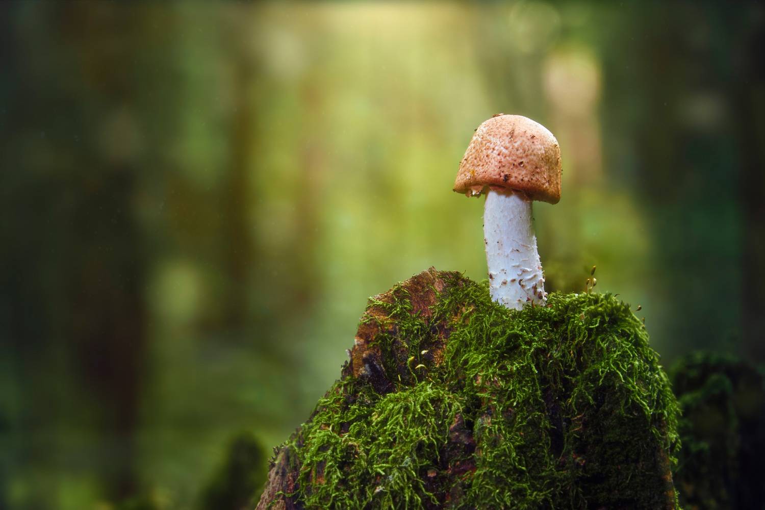 Маленький грибочек. Автор: Валерий Вождаев гриб, Валерий Вождаев