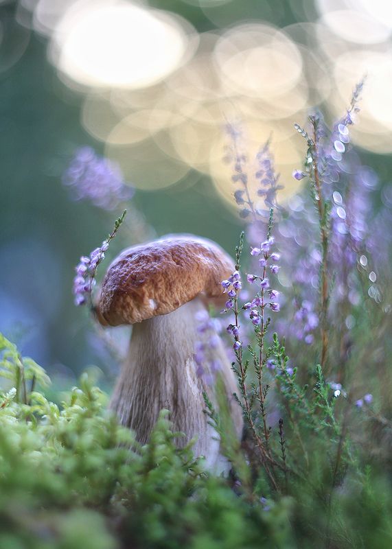 #макромир #верек#белый гриб#природа# #магиясвета #сияние #сказкавдеталях #гелиос 77-m#ирина горюкина беларусь #живаяприрода# Дирижер Света. фото превью