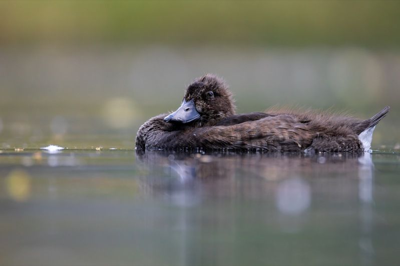 хохлатая чернеть, утка, нырок, птицы, пруд, утенок photo preview