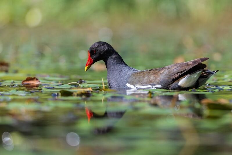 кувшинка, камышница, пруд, птицы photo preview