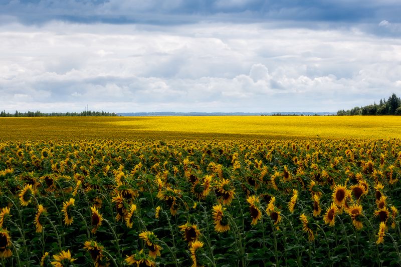 подсолнухи, пейзаж, поля, природа, красота полей, сельское хозяйство Подсолнухиphoto preview