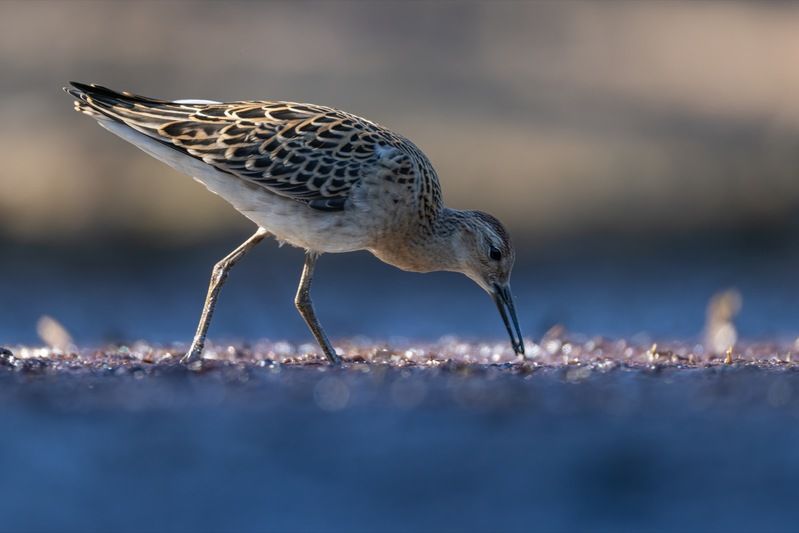 кулик, турухтан, птицы Турухтанphoto preview