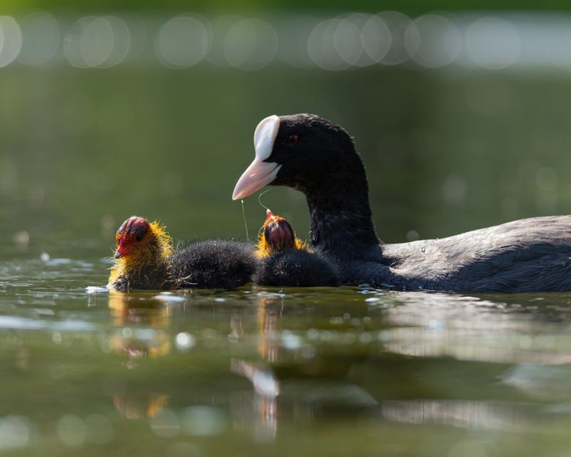 птицы, лысуха, птенец, лысенок, лысята photo preview