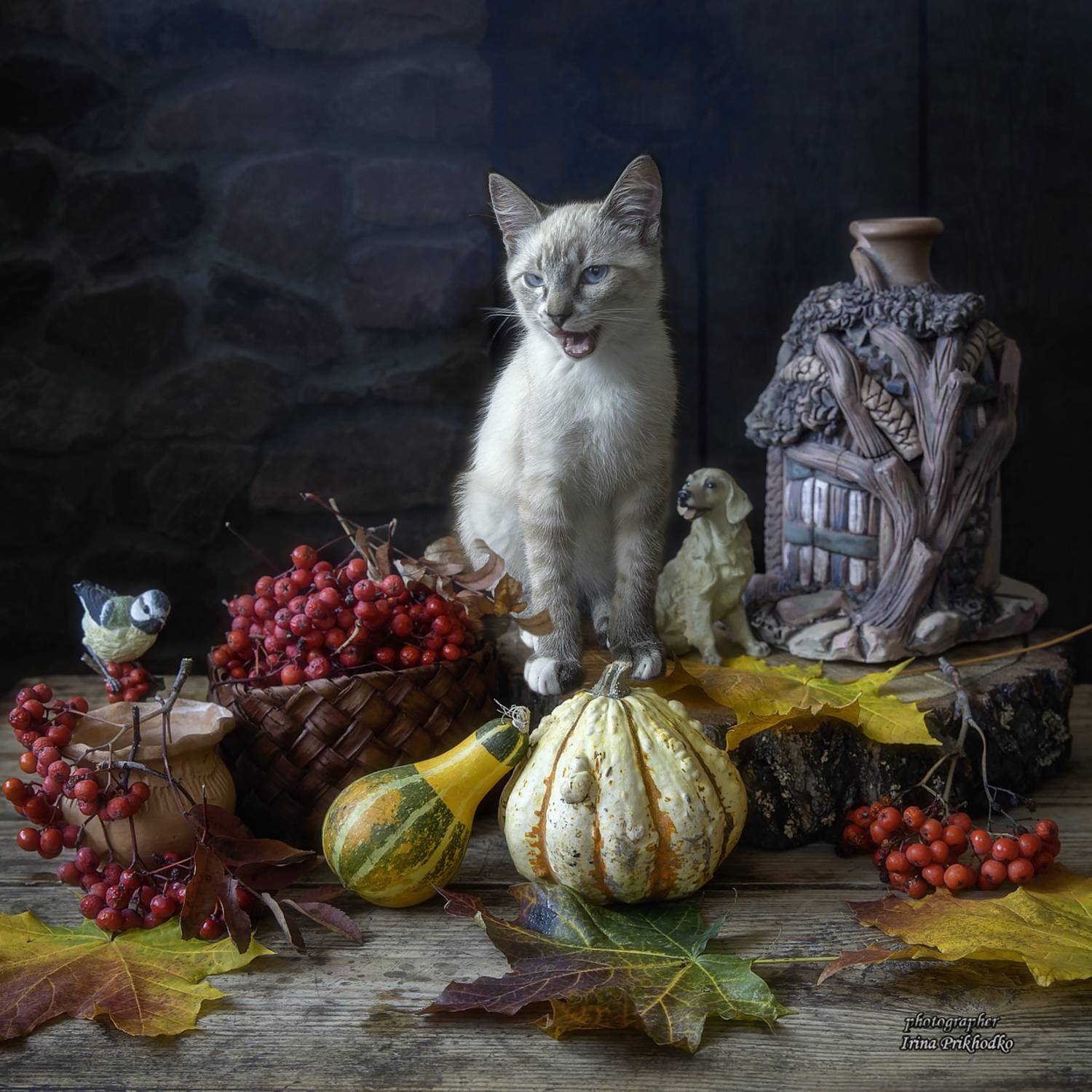 натюрморт, постановочная фотография, кошки, домашние животные, питомцы, котенок, Приходько Ирина