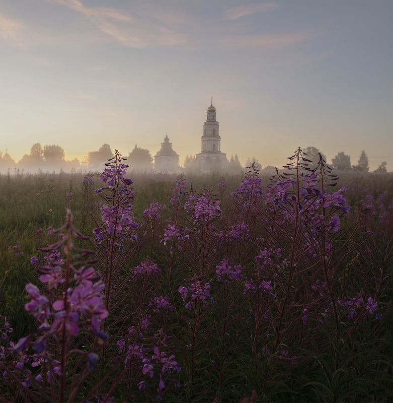 Поле иван-чая в селе Великорецком photo preview