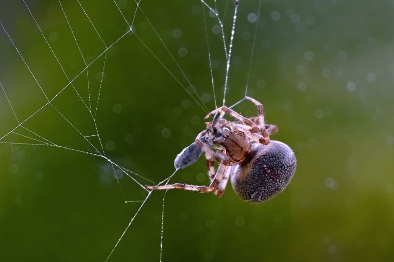 Паучок и его добычаphoto preview