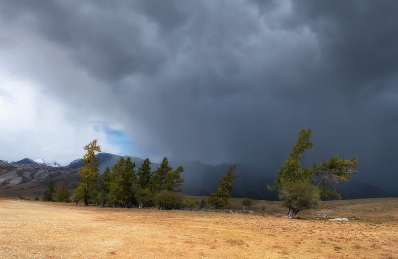 алтай, непогода, солнце, тучи, лиственницы Приближение дождяphoto preview