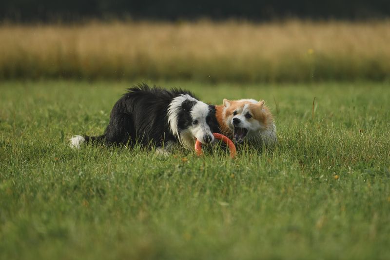 Catch if you canphoto preview