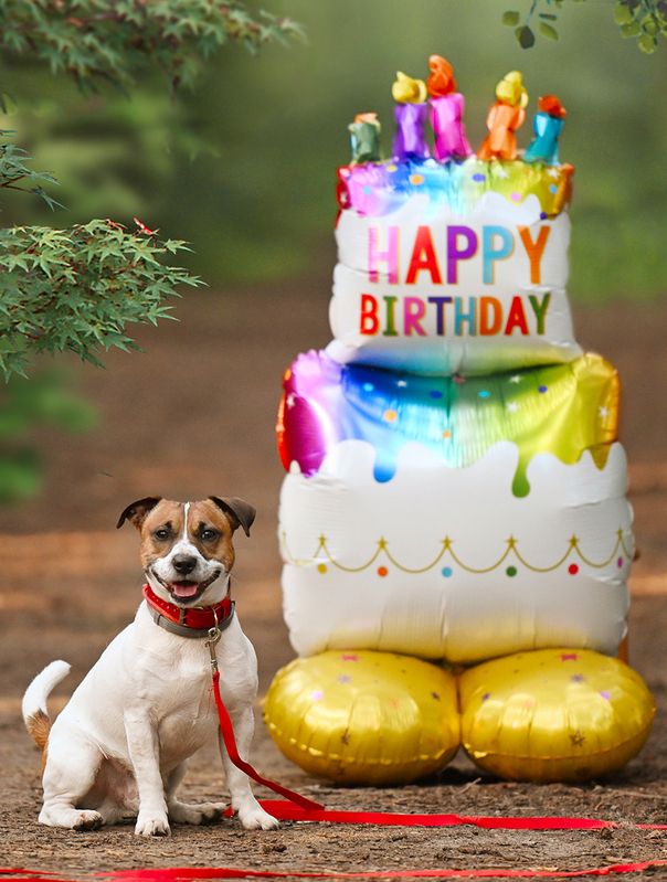 День рождения любимой собаки) фото превью