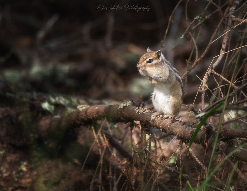 природа, бурундук Сверхмилое существо - бурундукphoto preview
