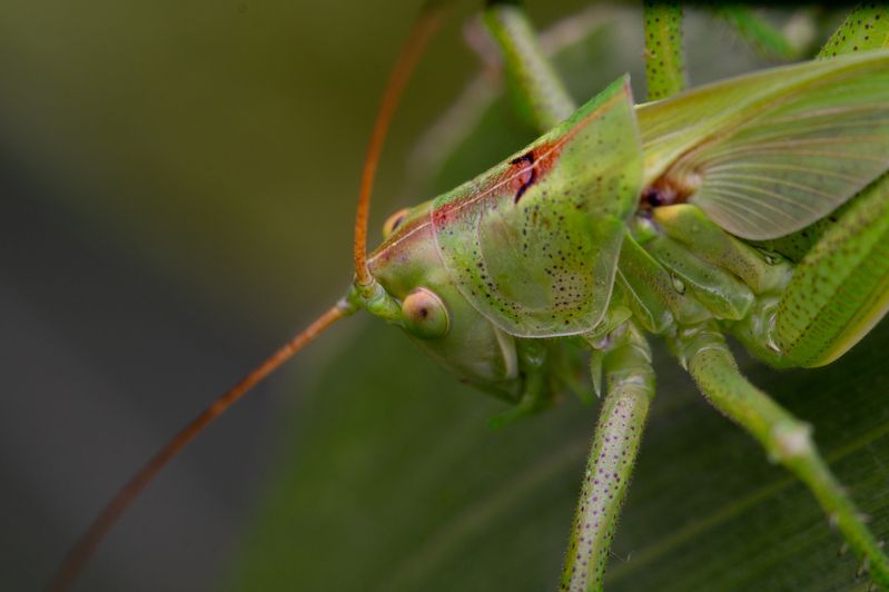 Tettigonia viridissimaphoto preview