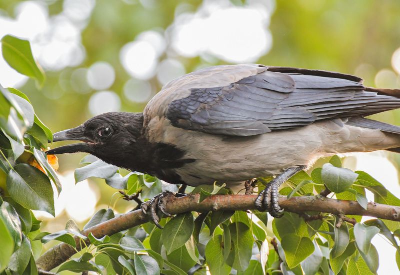 Любительница сладенькогоphoto preview