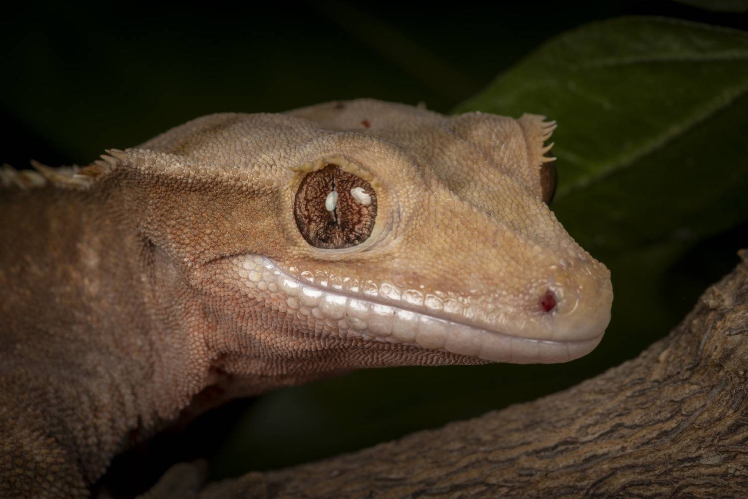 home pet. Автор: Nikolay Tatarchuk , Nikolay Tatarchuk