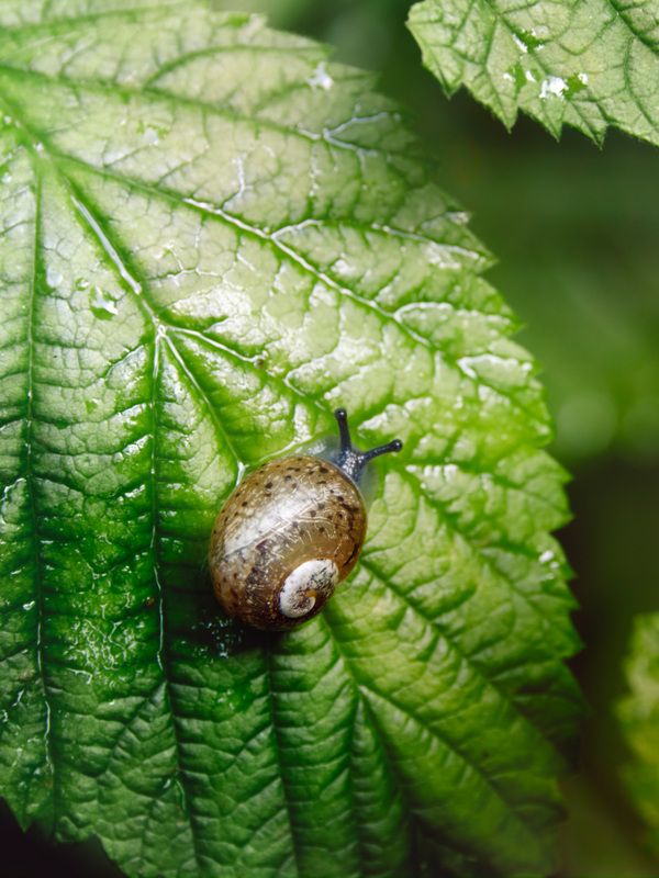 улитка Маленькая улиткаphoto preview