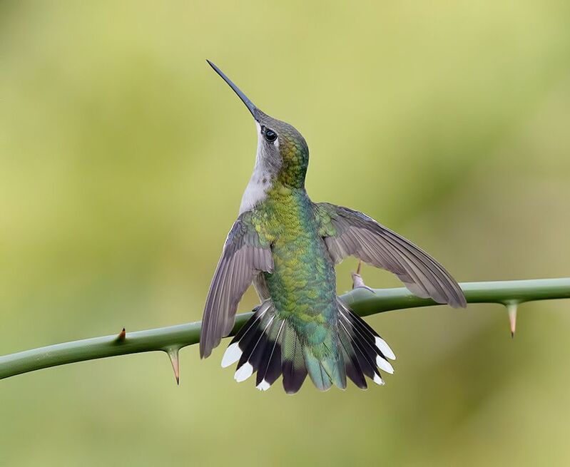 колибри,ruby-throated hummingbird, hummingbird Ruby-throated Hummingbird -Рубиновогорлый колибри. самкаphoto preview