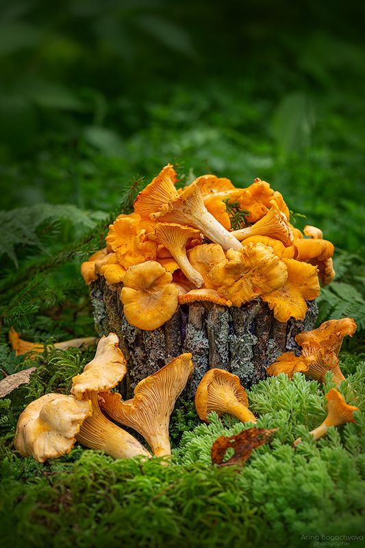 Лисичкиphoto preview