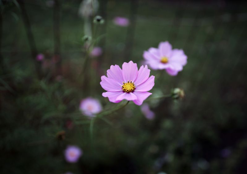 Цветение 2photo preview