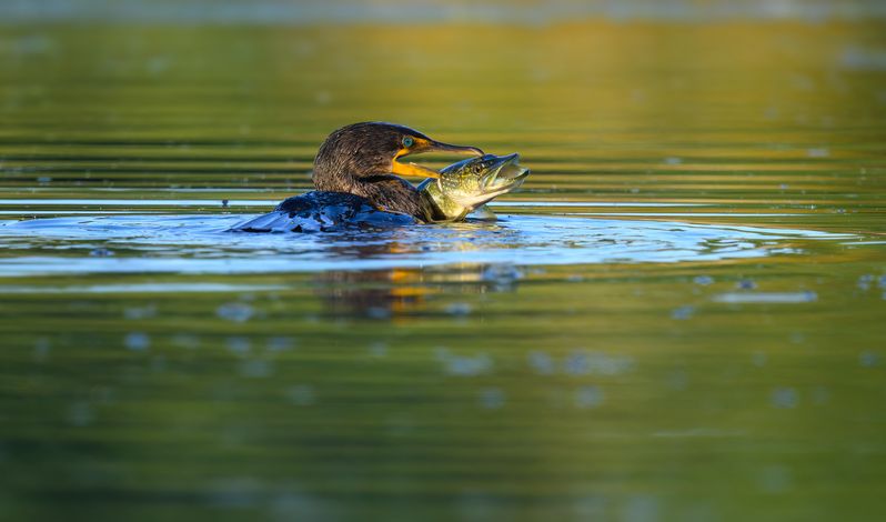 Double Crested Cormorant with pikephoto preview