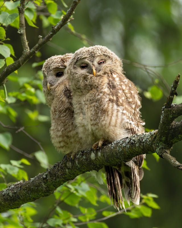 сова, совенок, уральская неясыть, птицы, неясыть, длиннохвостая неясыть photo preview