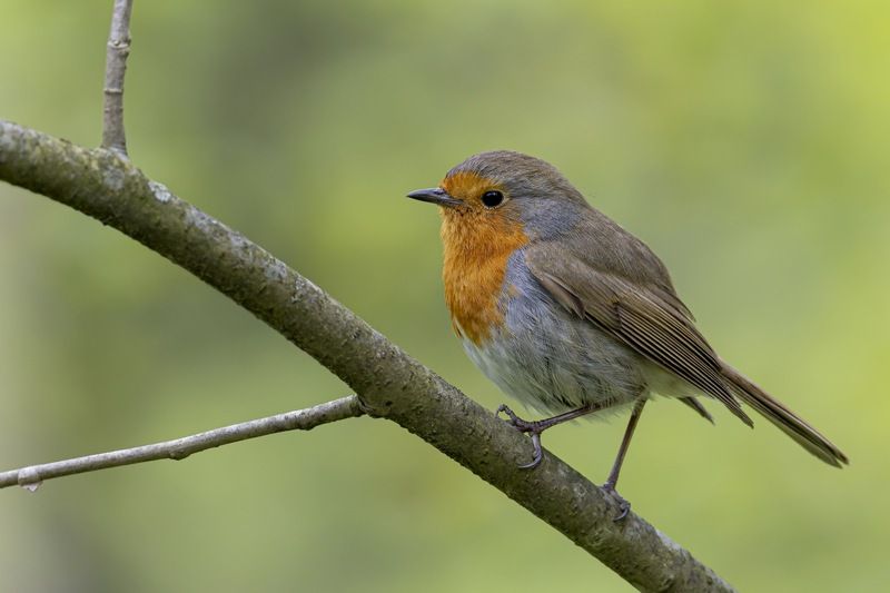 малиновка, зарянка, птицы Малиновкаphoto preview