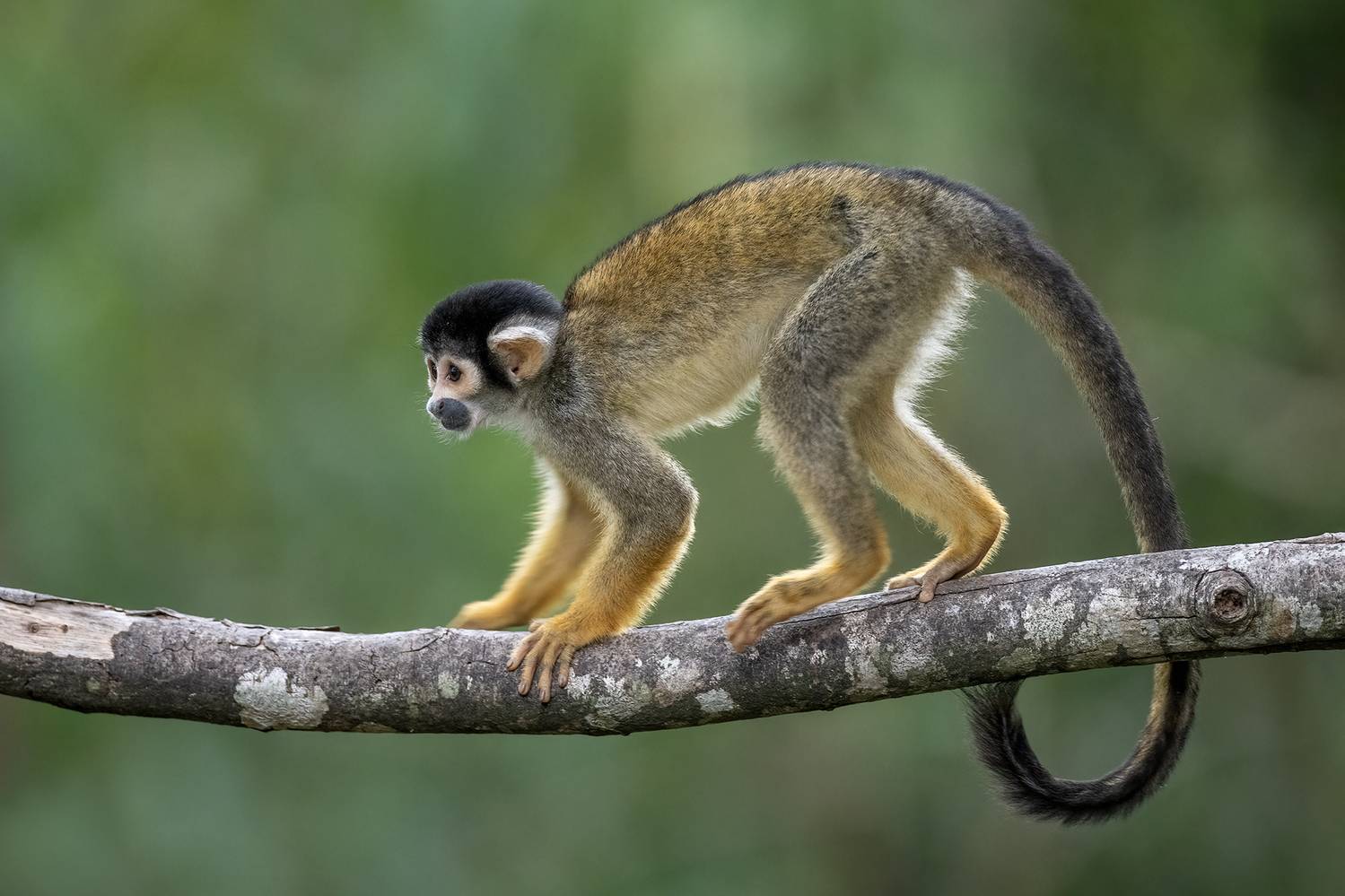 , Fernando Burgalin Sequeira