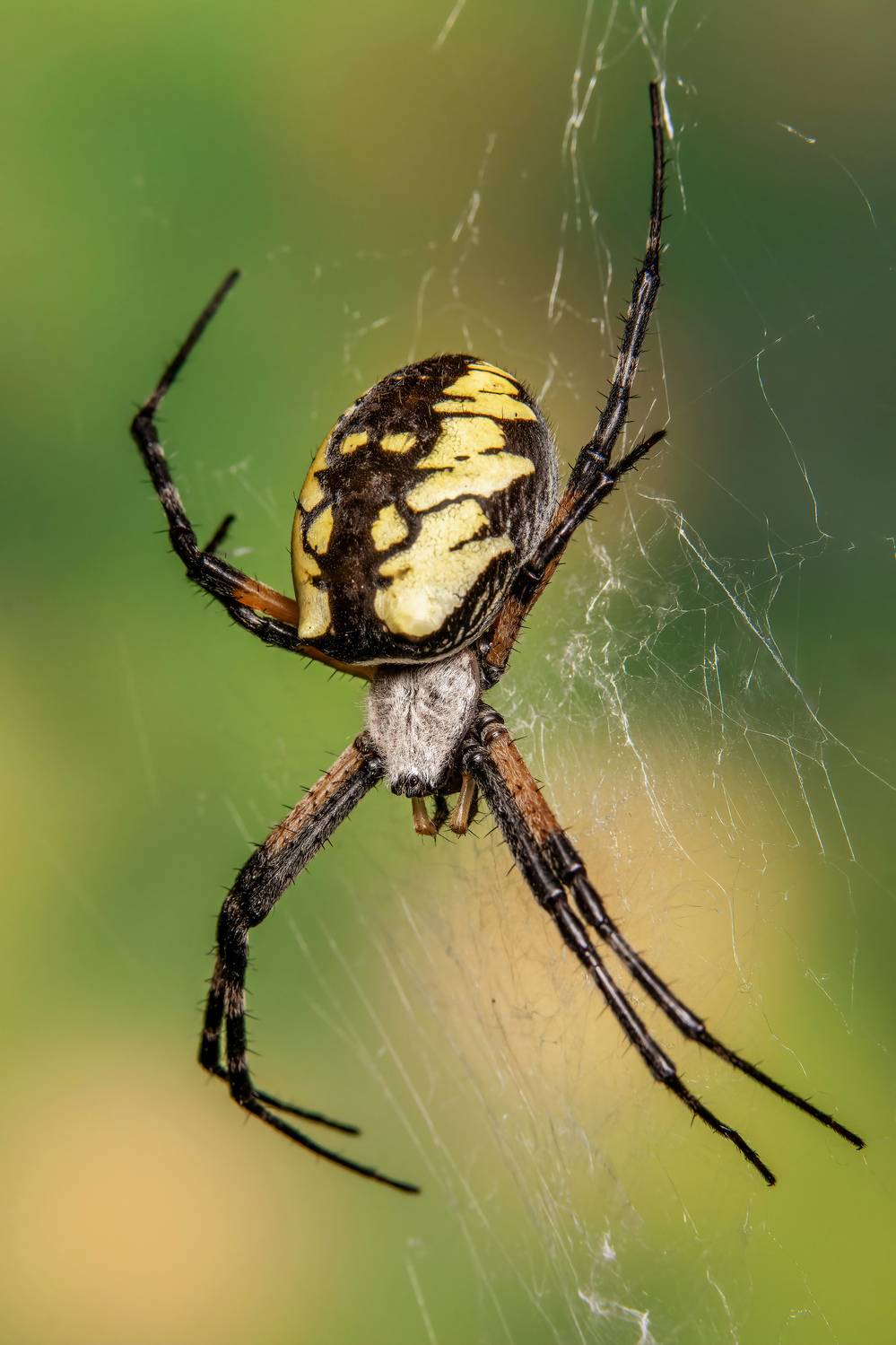 Argiope Aurantia. Автор: Stephane макрофото, макрофотографии, фотомакро, насекомые, макромир, макрофотограф, макроаддикт, макро_мир, naturelovers, naturelover, naturephotography, macrolove, macro_love, biodiversity, macrophotography, macro, macronature, entomology, arthropods, arthropod, , Stephane