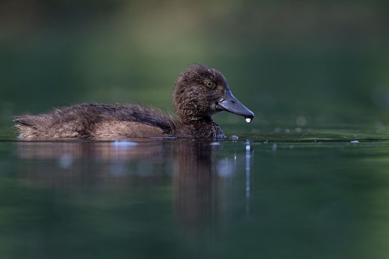 хохлатая чернеть, утка, нырок, птицы, пруд, утенок photo preview