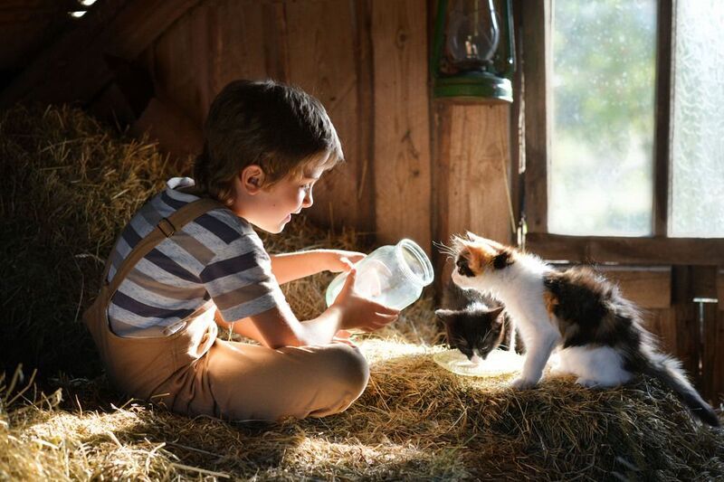 дети, лето,деревня,котята,каникулы Милые друзьяphoto preview