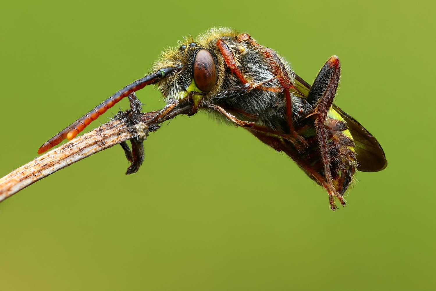 макро, природа, животное, растение, цвет, фото, зеленый, пчела, Шаповалов Андрей