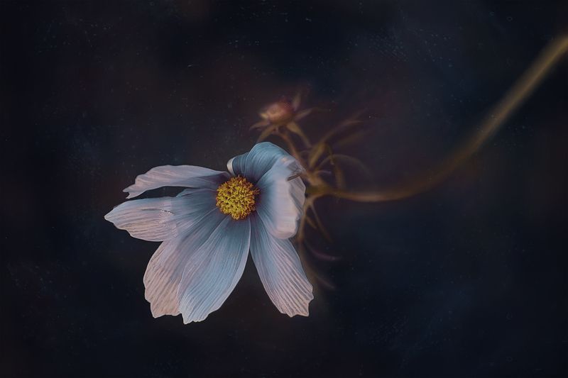 цветок космея Космеяphoto preview