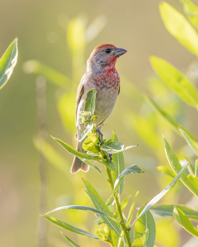 чечевица, птицы Чечевицаphoto preview