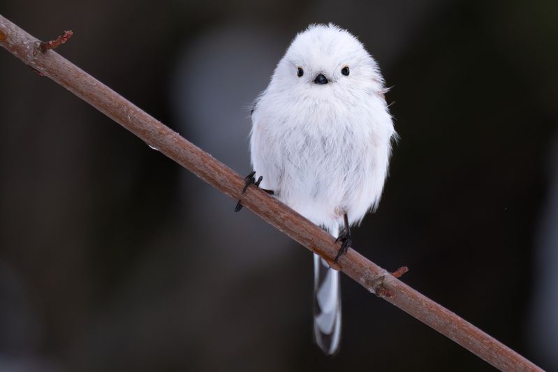 japan, hokkaido, long_tailed_tit, winter, snow, photography, workshop, worldphototravels, mikereyfman, wildlife_photography, nature_photography, photo_workshop The World\'s Cutest Snowballphoto preview