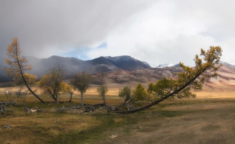 алтай, непогода, осень, лиственницы Качелиphoto preview