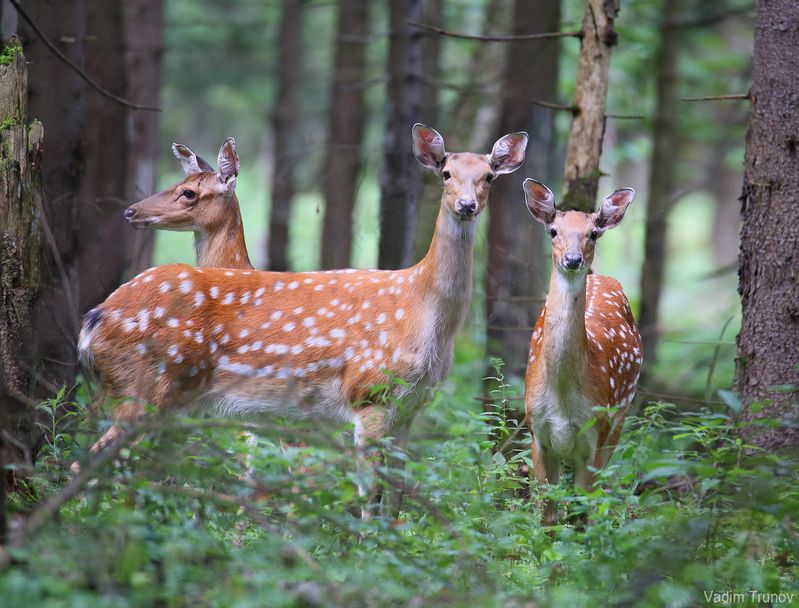 олень, олени, пятнистый олень Пятнистый олень фото превью